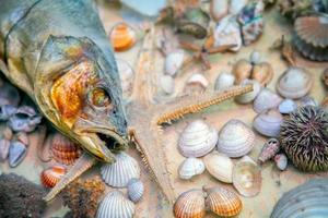 Sea Animal Dried Fish and Seashell