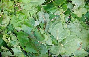 Mulberry Leaves to Make Turkish Food Sarma Dolma photo