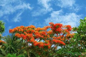 Flame tree with red flowers blooming photo