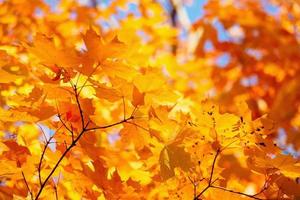 Yellow leaves and branches in Autumn photo