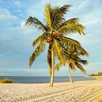 Coconut tree on a white sand beach. photo