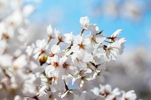 Cherry Blossoms at Tidal Basin. photo