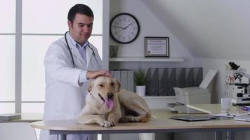 Veterinarian giving dog a checkup video