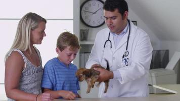 veterinario dando un chequeo al cachorro video