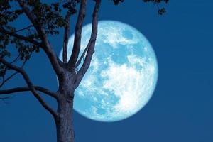 Super grain blue moon rising with tree background photo