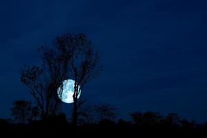 Full crow moon and silhouette of tree in the field on night sky photo