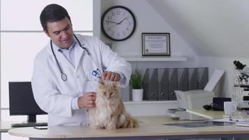 veterinário dando um checkup em um gato video