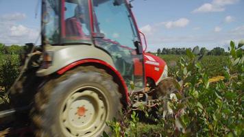 Tractor spraying blueberry field.