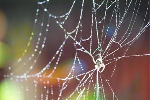 Blurred abstract spider on cobweb photo