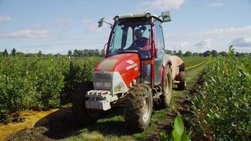 traktor som sprayar blåbärsfältet. video