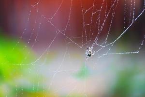 Gotas de lluvia borrosas con tela de araña en el jardín colorido abstracto foto