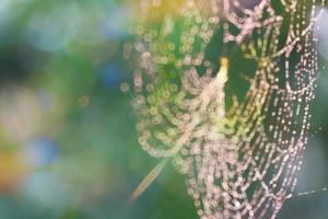 Rain drops blurred with spider web in abstract colorful garden photo