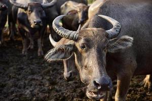 A close up image of Water Buffalo photo