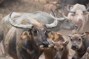 A close up image of Water Buffalo in Thailand photo