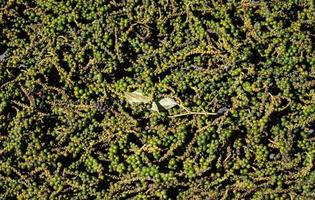 Pods of raw freshly picked organic kampot green peppercorns in Cambodia photo