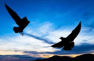 Silhouetted two seagull flying at colorful sunset photo