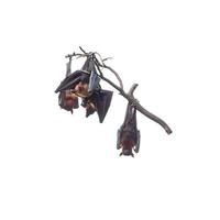giant fruit bats hanging on branch isolated on white background photo