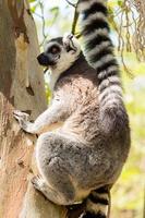 lemur sitting on a tree. photo