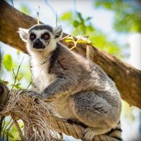 lemur sitting on a tree. photo