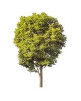 green tree isolated on white background with clipping path photo