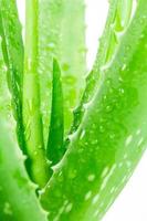 Aloe vera on white background photo