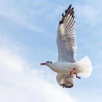 Seagull flying on blue sky background photo