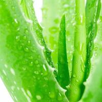 Aloe vera on white background photo