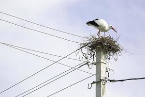Stork in a nest on top of a pillar photo