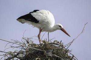 Stork in a nest on top of a pillar photo