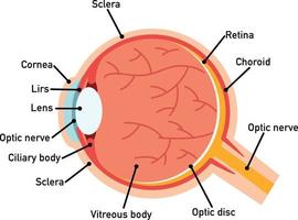 diagrama de la anatomía del ojo, ilustración. vector