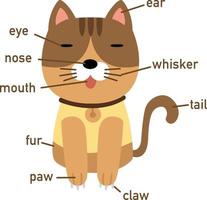 Ilustración de la parte del cuerpo del vocabulario del gato. vector