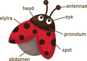 Illustration of ladybug vocabulary part of body vector