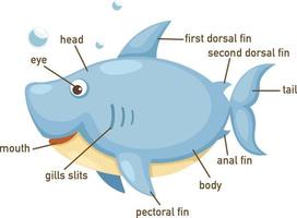 Ilustración de la parte del cuerpo del vocabulario de tiburón. vector