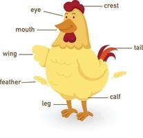 Ilustración de la parte del cuerpo del vocabulario de pollo vector