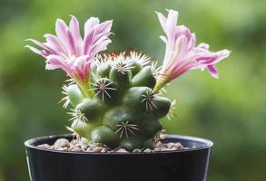 Mammillaria schumannii cactus flower in pot