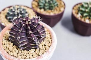 Gymnocalycium cactus in pots with copy space