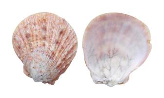Mollusk sea shells on white background