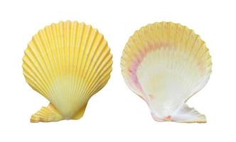 Mollusk sea shells on white background