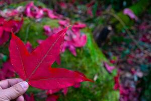 Man holds red maple leaves in hands at blurred fallen leaves photo