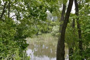 Beautiful grass swamp reed growing on shore reservoir photo