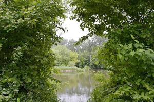 Beautiful grass swamp reed growing on shore reservoir photo