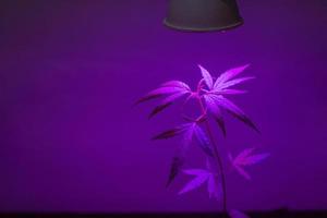 planta de cannabis joven que crece en maceta con luz de crecimiento led foto