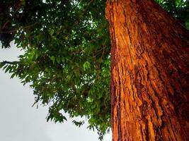 The vivid red trunk of the tree photo