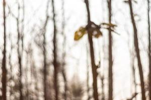 The drought and overgrown teak plantation in the morning light photo