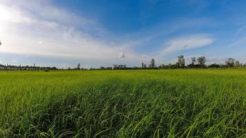 Rice field and blue sky in thailand photo