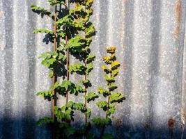The rusty corrugated fence with the Phyllanthus reticulatus Poir leaf