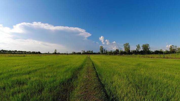 Rice field and blue sky in thailand