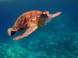 Gran tortuga verde en los arrecifes del mar rojo. foto