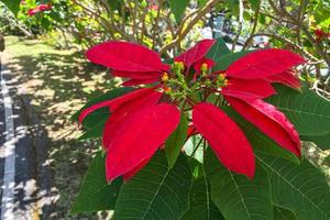 hermosa flor de pascua roja vibrante estrella de navidad flores decorativas foto
