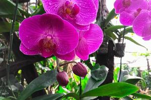Flor de la orquídea en el jardín en invierno orquídea Phalaenopsis foto